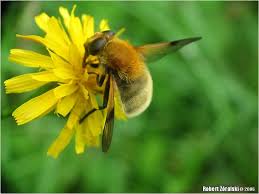 Attēlu rezultāti vaicājumam “Arctophila superbiens”