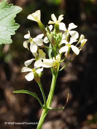 Attēlu rezultāti vaicājumam “Raphanus raphanistrum flower”
