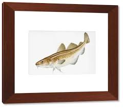 Image result for Gadus macrocephalus