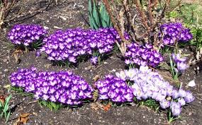 Attēlu rezultāti vaicājumam “Crocus”