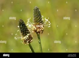 Attēlu rezultāti vaicājumam “Plantago media bud”