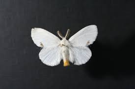 Attēlu rezultāti vaicājumam “Euproctis similis”