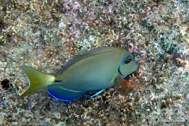 Image result for Acanthurus bahianus