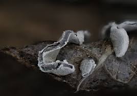 Attēlu rezultāti vaicājumam “Diderma testaceum macro”