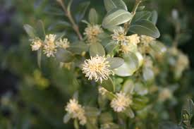 Attēlu rezultāti vaicājumam “Buxus sempervirens flower”