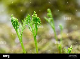 Attēlu rezultāti vaicājumam “Botrychium matricariifolium”