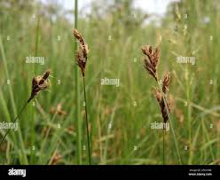 Attēlu rezultāti vaicājumam “Carex praecox”