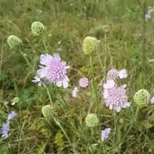 Image result for Scabiosa canescens