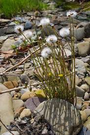 Attēlu rezultāti vaicājumam “Tussilago farfara fruit”