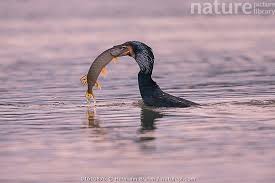 Image result for Phalacrocorax carbo