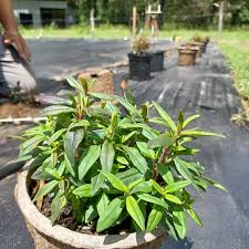 Attēlu rezultāti vaicājumam “Diderma cingulatum young”