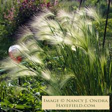 Attēlu rezultāti vaicājumam “Hordeum jubatum”