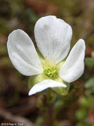 Attēlu rezultāti vaicājumam “Rubus chamaemorus flower”