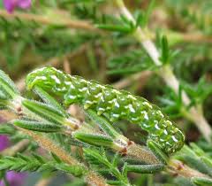 Attēlu rezultāti vaicājumam “Anarta myrtilli”