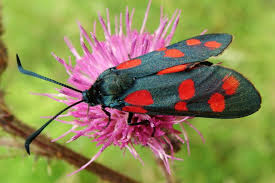 Attēlu rezultāti vaicājumam “Zygaena filipendulae”