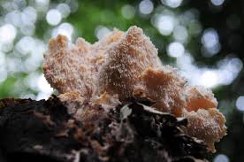 Attēlu rezultāti vaicājumam “Hericium cirrhatum”