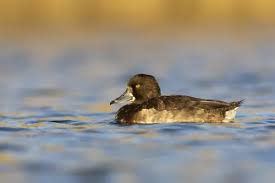 Attēlu rezultāti vaicājumam “Aythya fuligula female”