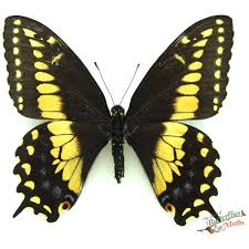 Attēlu rezultāti vaicājumam “Parnassius mnemosyne underside”