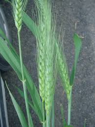 Attēlu rezultāti vaicājumam “Triticum aestivum”