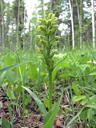 Attēlu rezultāti vaicājumam “Dactylorhiza russowii bud”