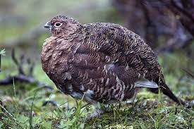 Attēlu rezultāti vaicājumam “Lagopus lagopus female”