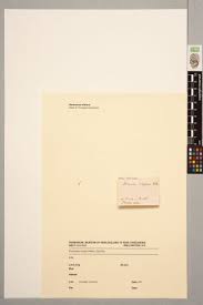 Attēlu rezultāti vaicājumam “Dicranella crispa”