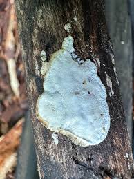 Attēlu rezultāti vaicājumam “Skeletocutis odora”