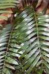 Florida Nature: Zamia pumila - Florida Arrowroot