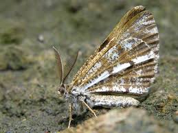 Attēlu rezultāti vaicājumam “Bupalus piniaria”