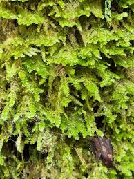 Attēlu rezultāti vaicājumam “Neckera pennata”