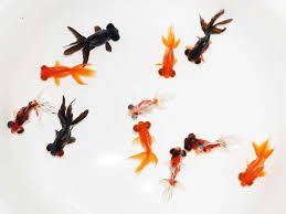 Image result for 出目金