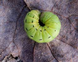 Attēlu rezultāti vaicājumam “Noctua pronuba”