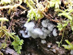 Attēlu rezultāti vaicājumam “Ceratiomyxa morchella stalked”