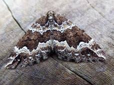 Attēlu rezultāti vaicājumam “Eulithis prunata”