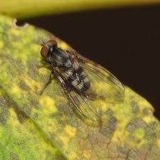 Attēlu rezultāti vaicājumam “Platypezidae”