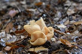 Attēlu rezultāti vaicājumam “Otidea onotica”