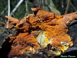 Attēlu rezultāti vaicājumam “Peniophora laurentii”