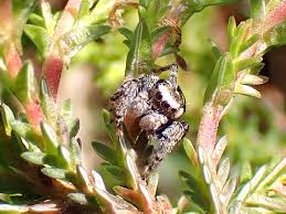 Attēlu rezultāti vaicājumam “Evarcha falcata male”