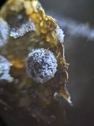 Attēlu rezultāti vaicājumam “Didymium verrucisporum”