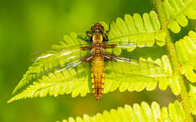 Attēlu rezultāti vaicājumam “Libellula depressa”