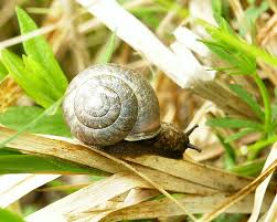 Attēlu rezultāti vaicājumam “Fruticola fruticum”