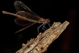 Attēlu rezultāti vaicājumam “Calopteryx virgo female”