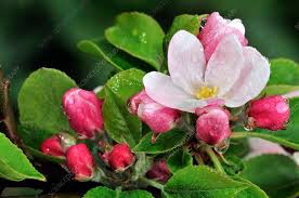 Attēlu rezultāti vaicājumam “Malus domestica flower”
