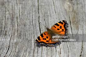 Attēlu rezultāti vaicājumam “Nymphalis xanthomelas pupa”