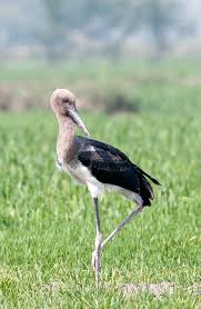 Attēlu rezultāti vaicājumam “Ciconia ciconia juvenile”