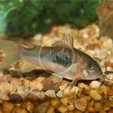 Image result for fish corydoras