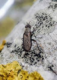 Attēlu rezultāti vaicājumam “Coremacera marginata”