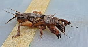 Attēlu rezultāti vaicājumam “Gryllotalpa gryllotalpa”