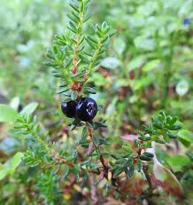 Attēlu rezultāti vaicājumam “Empetrum nigrum flower”