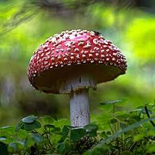 Attēlu rezultāti vaicājumam “Amanita muscaria”